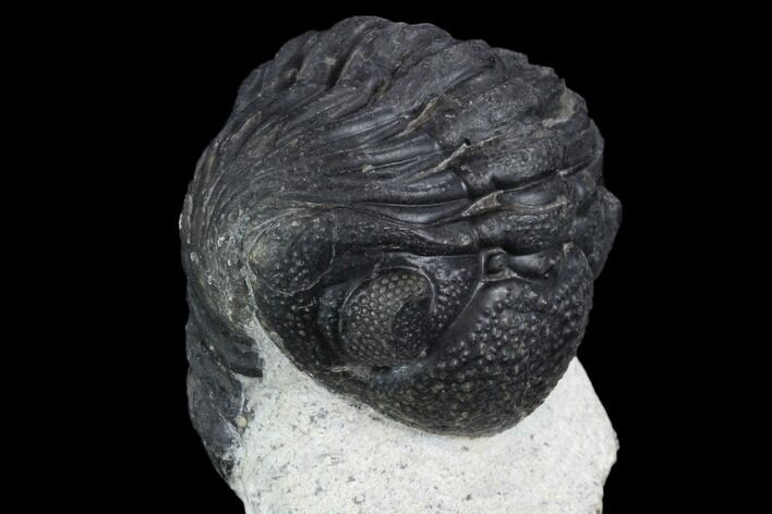 Morocops Trilobite - Visible Eye Facets #120082